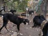 Собаки, щенята Салюк, ціна 11000 Грн., Фото