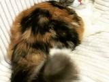 Кошки, котята Шотландская короткошерстная, цена 4000 Грн., Фото