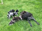 Собаки, щенки Немецкая гладкошерстная легавая, цена 5500 Грн., Фото
