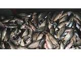 Рыбное хозяйство Рыба живая, мальки, цена 39 Грн., Фото