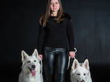 Собаки, щенки Белая Швейцарская овчарка, цена 3000 Грн., Фото