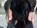 Собаки, щенята Кане Корсо, ціна 2660 Грн., Фото