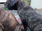 Собаки, щенята Кане Корсо, ціна 2660 Грн., Фото