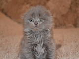 Кішки, кошенята Британська короткошерста, ціна 2000 Грн., Фото