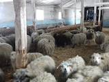 Животноводство,  Сельхоз животные Бараны, овцы, цена 1300 Грн., Фото
