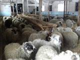 Животноводство,  Сельхоз животные Бараны, овцы, цена 1300 Грн., Фото