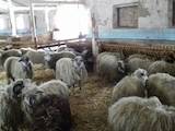 Тваринництво,  Сільгосп тварини Барани, вівці, ціна 1300 Грн., Фото