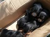 Собаки, щенки Ягдтерьер, цена 800 Грн., Фото