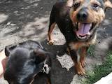 Собаки, щенята Ягдтер'єр, ціна 800 Грн., Фото