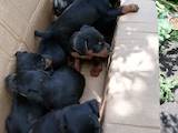 Собаки, щенки Ягдтерьер, цена 800 Грн., Фото