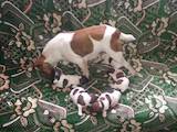 Собаки, щенята Гладкошерста фокстер'єр, ціна 100 Грн., Фото
