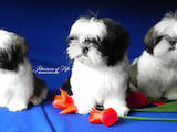 Собаки, щенки Ши-тцу, цена 13500 Грн., Фото