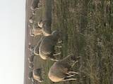 Тваринництво,  Сільгосп тварини Барани, вівці, ціна 1 Грн., Фото