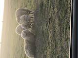 Тваринництво,  Сільгосп тварини Барани, вівці, ціна 1 Грн., Фото