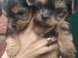 Собаки, щенки Йоркширский терьер, цена 4200 Грн., Фото