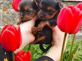Собаки, щенки Йоркширский терьер, цена 4200 Грн., Фото