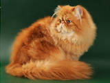 Кошки, котята Персидская, цена 2600 Грн., Фото