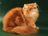 Кошки, котята Персидская, цена 2600 Грн., Фото