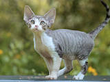 Кішки, кошенята Девон-рекс, ціна 10000 Грн., Фото