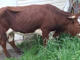 Животноводство,  Сельхоз животные Крупно-рогатый скот, цена 10000 Грн., Фото