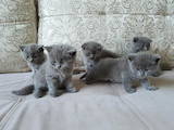 Кошки, котята Британская короткошерстная, цена 2200 Грн., Фото