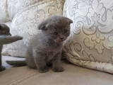 Кішки, кошенята Британська короткошерста, ціна 2200 Грн., Фото