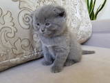 Кошки, котята Британская короткошерстная, цена 2200 Грн., Фото