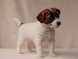 Собаки, щенки Джек Рассел терьер, цена 18000 Грн., Фото
