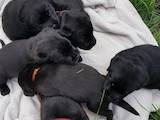 Собаки, щенята Лабрадор ретрівер, ціна 3500 Грн., Фото