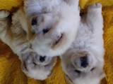 Собаки, щенки Чау-чау, цена 15000 Грн., Фото