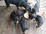 Собаки, щенки Латвийская гончая, цена 3000 Грн., Фото