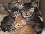 Кошки, котята Курильский бобтейл, цена 5000 Грн., Фото