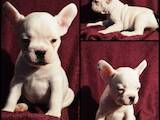 Собаки, щенки Французский бульдог, цена 5000 Грн., Фото
