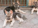 Собаки, щенки Восточно-Европейская овчарка, цена 9000 Грн., Фото