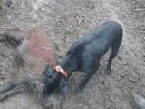 Собаки, щенята Німецька гладкошерста лягава, ціна 12000 Грн., Фото