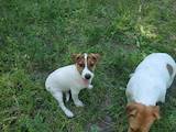 Собаки, щенки Джек Рассел терьер, цена 6500 Грн., Фото