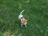 Собаки, щенята Джек Рассел тер'єр, ціна 6500 Грн., Фото