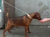 Собаки, щенки Карликовый пинчер, цена 4000 Грн., Фото