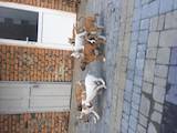 Собаки, щенята Стаффордширський бультер'єр, ціна 2500 Грн., Фото