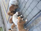 Собаки, щенки Стаффордширский бультерьер, цена 2500 Грн., Фото