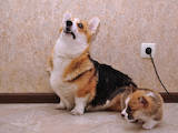 Собаки, щенята Вельш коргі пемброк, ціна 26000 Грн., Фото