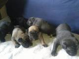 Собаки, щенки Кане Корсо, цена 8000 Грн., Фото