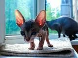 Кошки, котята Канадский сфинкс, цена 3000 Грн., Фото