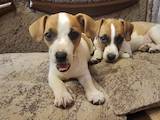 Собаки, щенята Джек Рассел тер'єр, ціна 4500 Грн., Фото