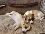 Собаки, щенята Джек Рассел тер'єр, ціна 4500 Грн., Фото