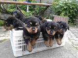 Собаки, щенята Ротвейлер, ціна 4000 Грн., Фото