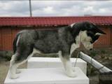 Собаки, щенята Сибірський хаськи, ціна 8000 Грн., Фото