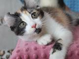 Кішки, кошенята Американський керл, ціна 10000 Грн., Фото