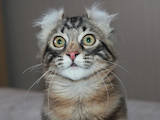 Кошки, котята Американский керл, цена 10000 Грн., Фото