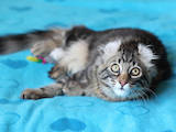 Кішки, кошенята Американський керл, ціна 10000 Грн., Фото